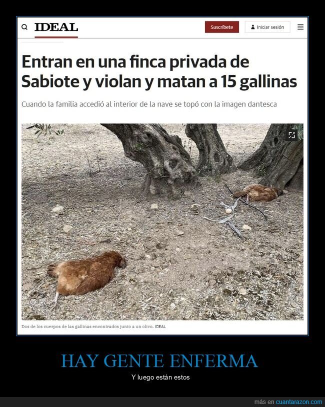 gallinas,wtf