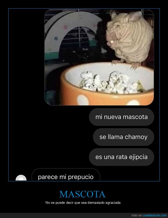 asco,mascota,rata