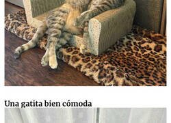 Enlace a Muebles hechos especialmente a medida para gatos