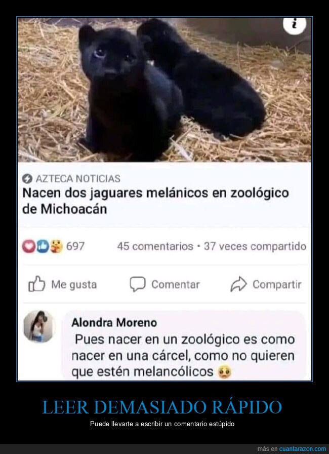 comentarios,fails,jaguares,melancólicos,melánicos