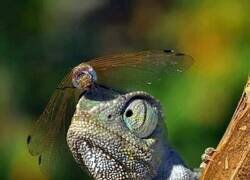 Enlace a Amante del riesgo