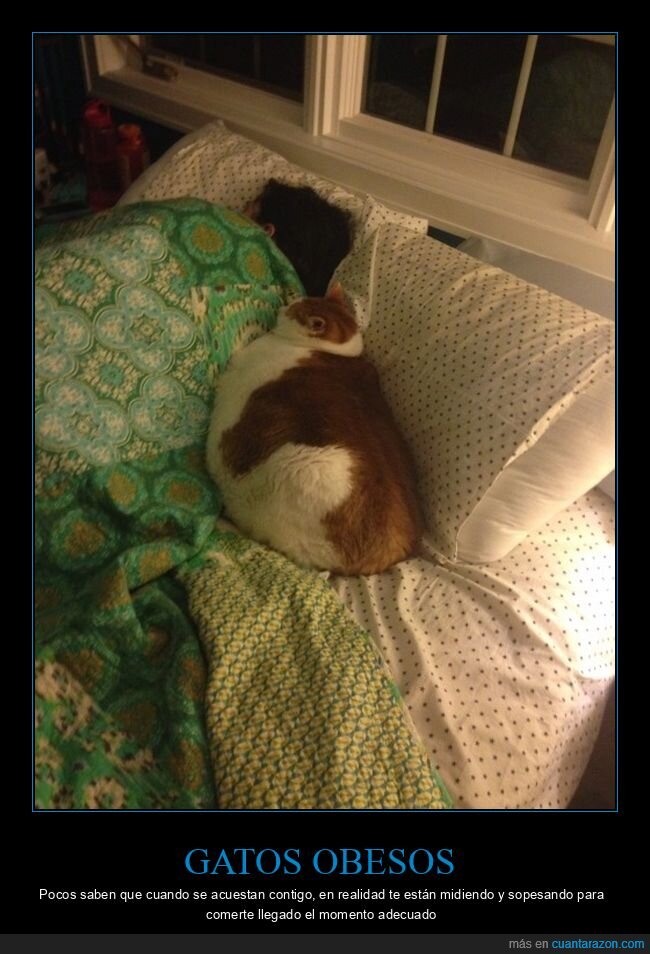 cama,gatos,gordo