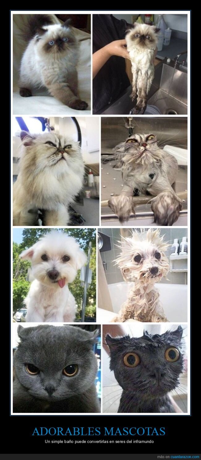 antes,después,gatos,mojados,perros