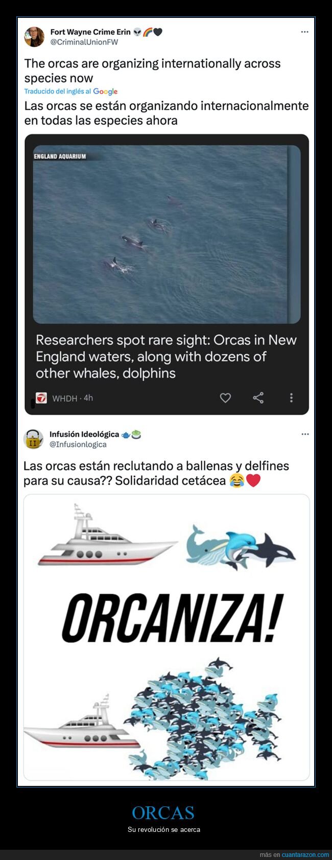 orcas,organizándose