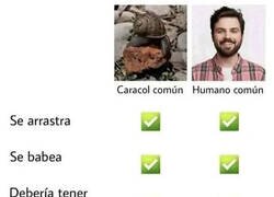 Enlace a Caracol VS Humano