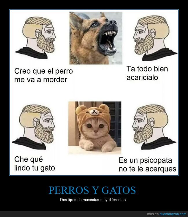 acariciar,gatos,morder,perros,psicópata