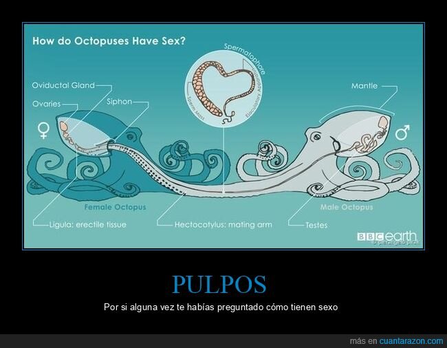 pulpos,copular,curiosidades