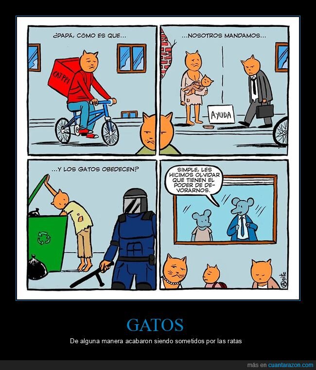 gatos,mandar,obedecer,ratas