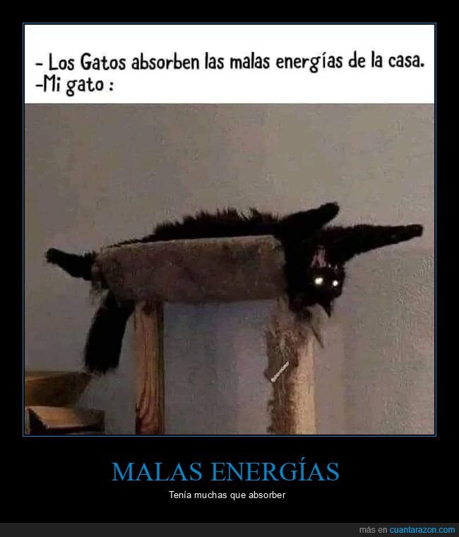 gatos,malas energías