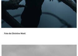 Enlace a Las fotos más increíbles de animales tomadas por fotógrafos aficionados y profesionales con mucho talento