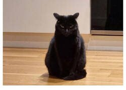 Enlace a Gatos enfadados que exigen ser tomados en serio