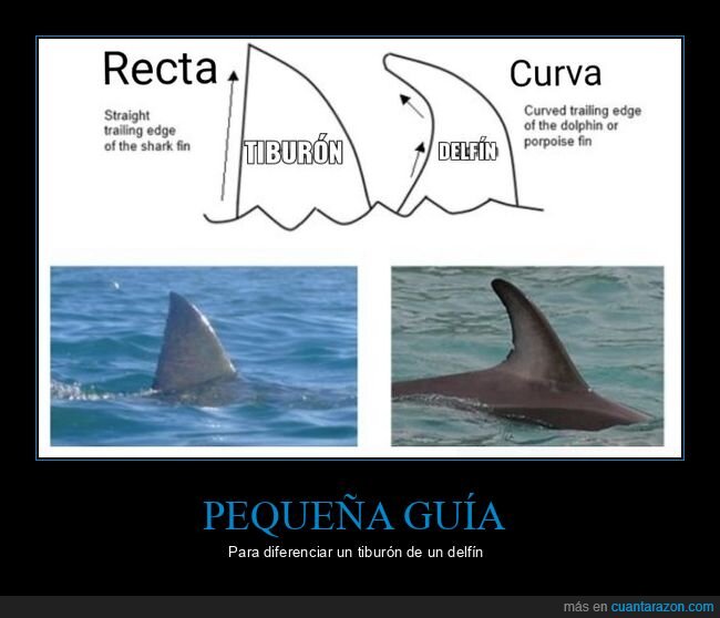 aletas,tiburones,delfines