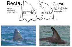 Enlace a Aprende a diferenciarlos