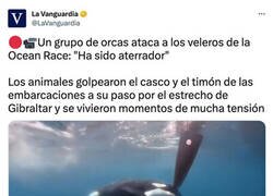 Enlace a La rebelión de las orcas sigue su curso