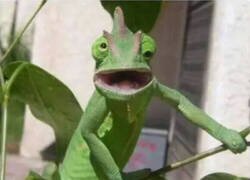 Enlace a Miradas que se van