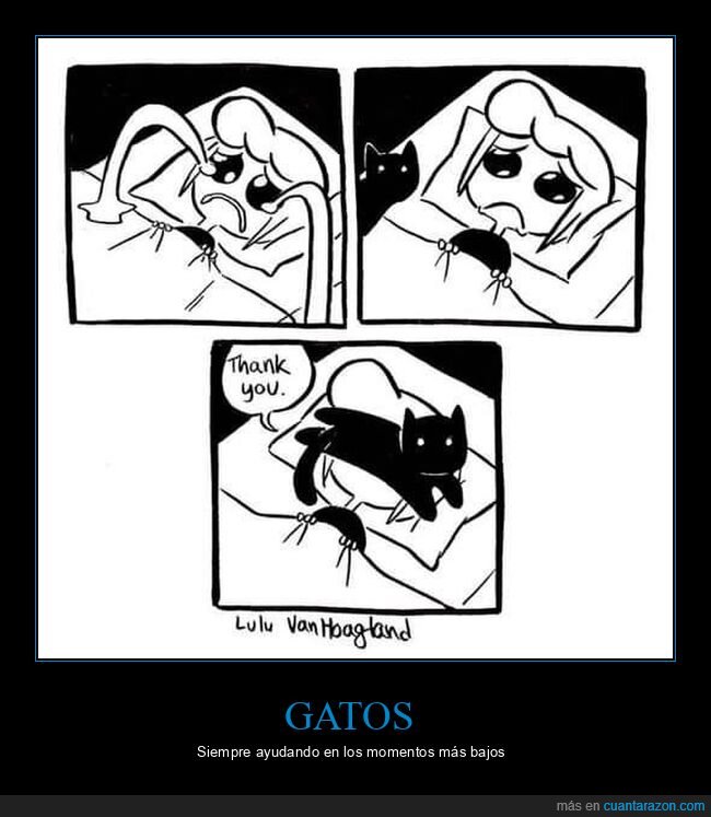 llorando,gato