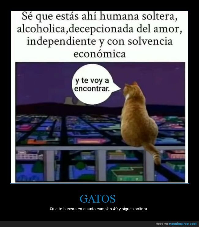 gato,buscar