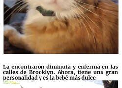 Enlace a Conmovedoras fotos de gatos antes y después de ser adoptados