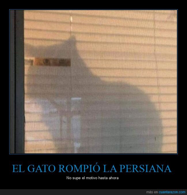 gato,romper,persiana