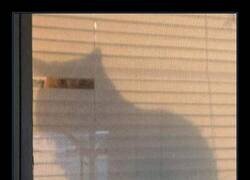 Enlace a Sabía bien lo que hacía...