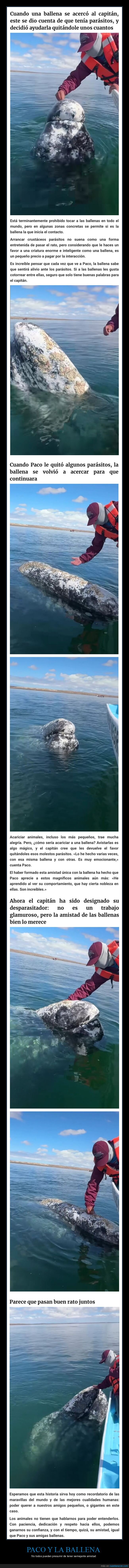 ballena,parásitos,amistad