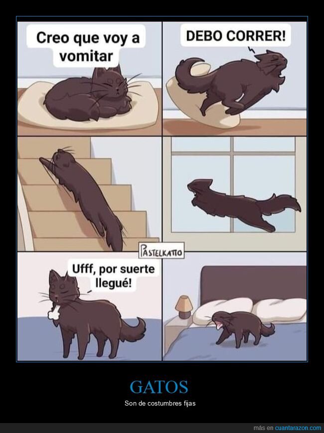 cama,gatos,vomitar