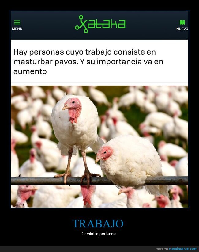 trabajo,pavos