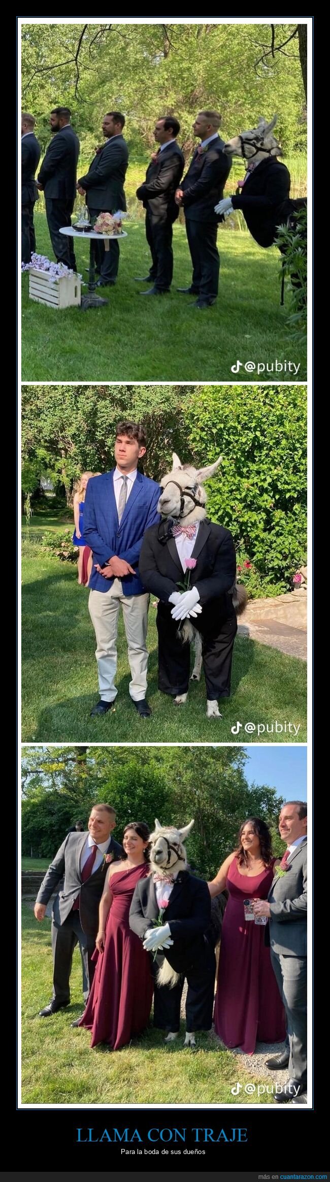 llama,traje,boda