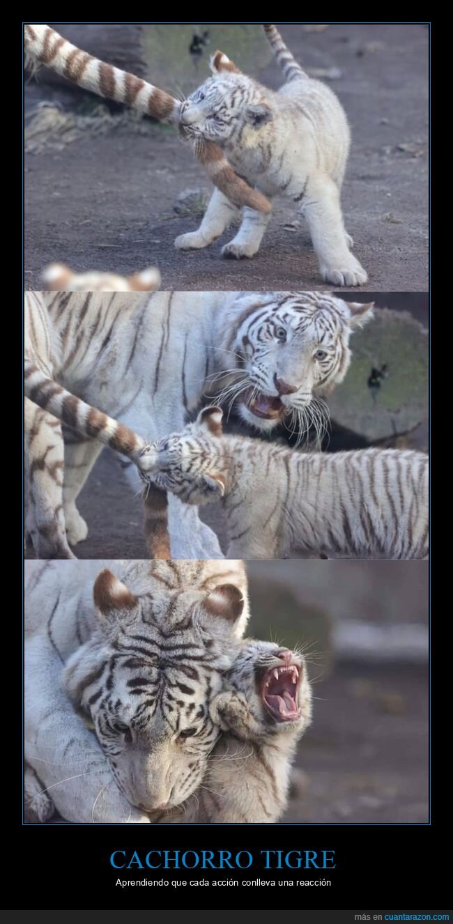 tigre,cachorro,mordiendo,cola