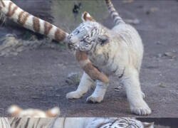 Enlace a Acción y reacción