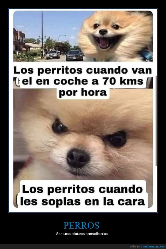 perros,coche,viento,soplar