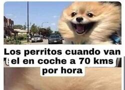 Enlace a Contradicciones perrunas