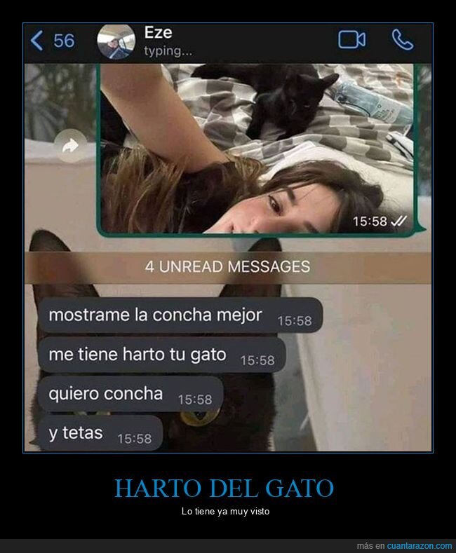 gatos,harto,whatsapp