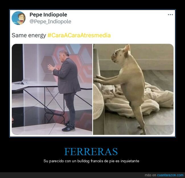 ferreras,bulldog francés,parecidos