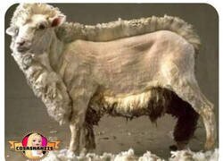 Enlace a Cambio de planes