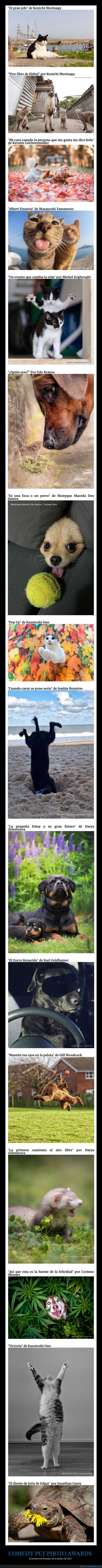 comedy pet,concurso,fotografía
