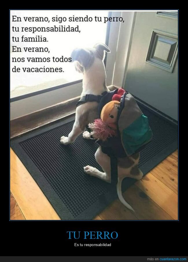 verano,perro,vacaciones