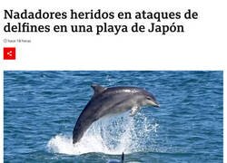 Enlace a Los delfines se ponen violentos