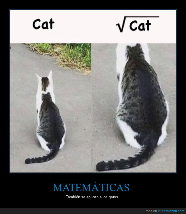 gato,ra&iacute;z cuadrada