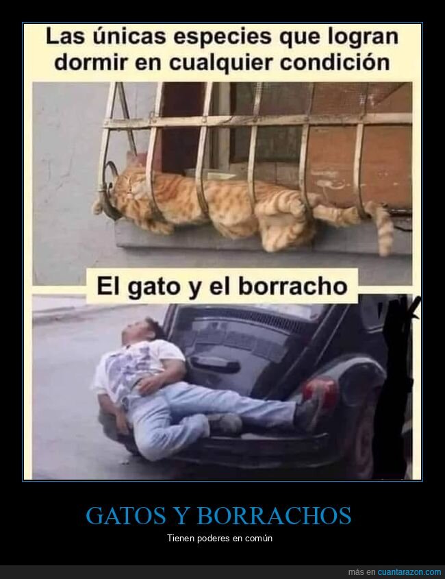 borracho,dormir,gatos,postura