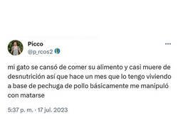 Enlace a Gato manipulador