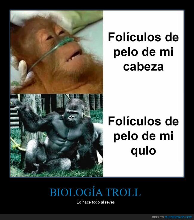 folículos,cabeza,culo