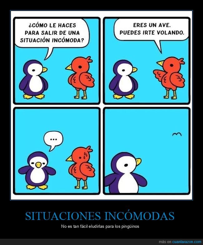 situación incómoda,irse,volando,pingüino