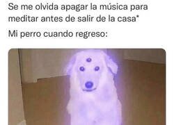 Enlace a Perro transcendental