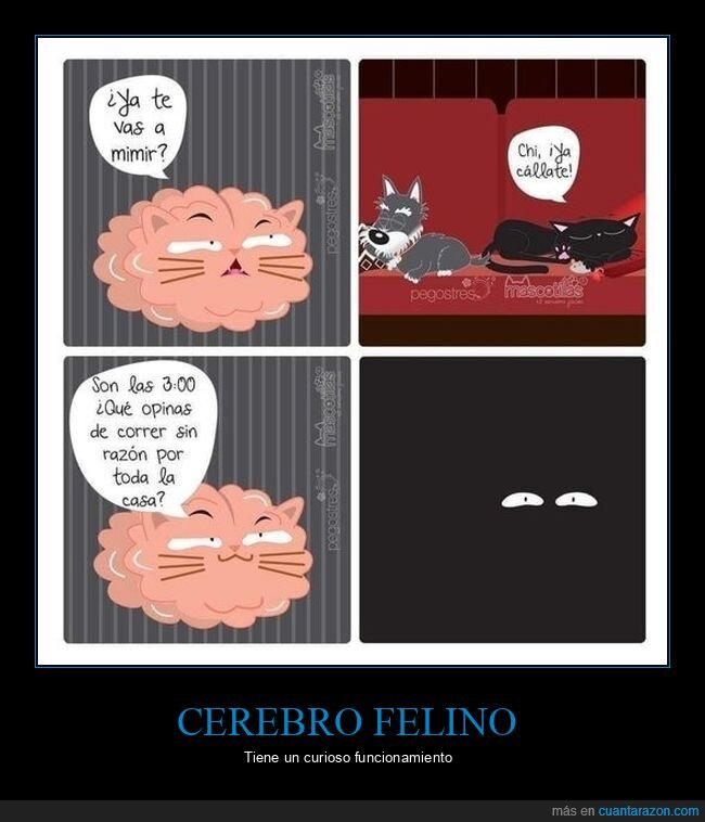 cerebro,gato,correr