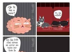 Enlace a Cosas de gatos