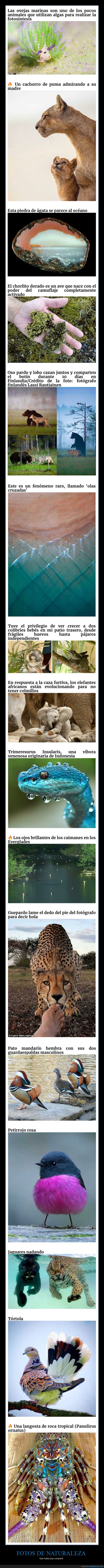 naturaleza,curiosidades