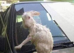 Enlace a Sigue al conejo blanco