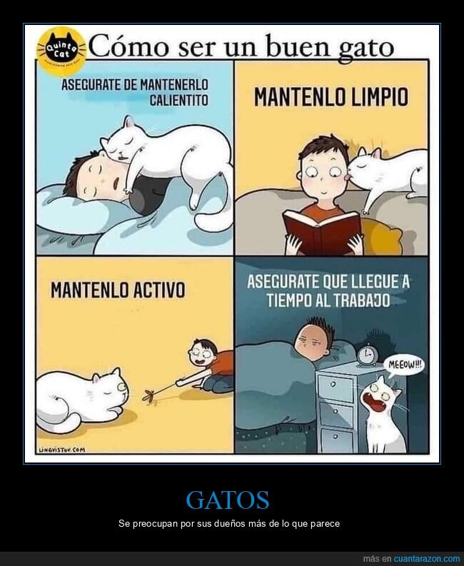 gato,dueño