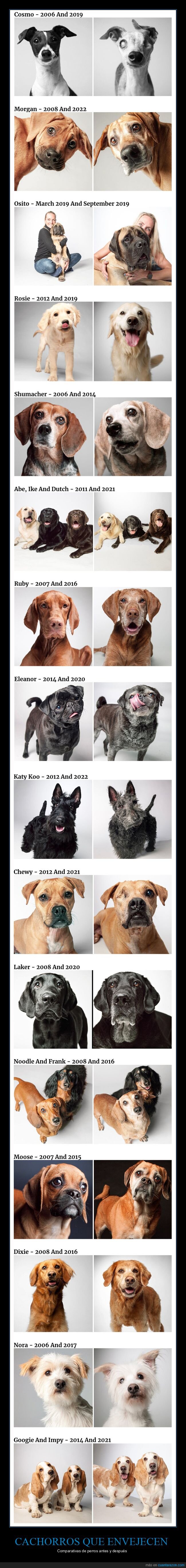 cachorros,perros,envejecer,antes,después